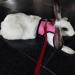 CHIPKART Small Pet Harness No Pulling Comfort Vest Guinea Pig Harness and Leash Set for Ferret Rats Bunny Hamster(L) - Buy Online on SooperMarket.com