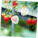 Gogogmee 5pcs Fruit Shaping Mold Plastic Fruit Cucumber Shaping Tool Vegetable Shaping Tool Garden Tools - Buy Online on SooperMarket.com
