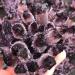 Hot Day Crystal Cluster Coffee Amethyst Processing from The Crystal Cluster FZUGEDRLI - Buy Online on SooperMarket.com