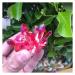 Natural Crystal Rough 1pcs Beautiful Rose Flame Aura Quartz Crystal Cluster Specimen