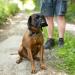 Total Pet Figure of 8 Dog Lead - Reflective Anti-Pull Slip Lead with Padded Nose Support - Buy Online on SooperMarket.com
