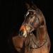 HORZE Weston Padded Leather Horse Bridle with Flash Noseband & Web Reins - Brown | Snaffle Bridle - Buy Online on SooperMarket.com