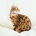 Shop Cobee Bling Heart Cat Neck Band with Bell - Adjustable Rhinestone Collar for Small Cats & Dogs - Pink - Buy Online on SooperMarket.com