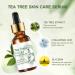 Tea Tree Face Serum - Tea Tree Oil Hyaluronic Acid Serum Dark Spot Correcting Glow Serum Korean Serum Tea Tree Cream Skin Brightening Hydrating Serum For All Skin Types 30ml - Buy Online on SooperMarket.com