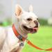 Joytale Softly Padded Neoprene Dog Collar for Small Dogs - Reflective Nylon Orange S (1 Pack) | Best International Shipping - Buy Online on SooperMarket.com