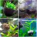 Capetsma Aquarium Plant Pot Glass - 1 Pack with 2 Suction Cups for Stunning Fish Tank Decoration - International Shipping Available - Buy Online on SooperMarket.com