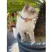 SuperBuddy Cute Bow Bell Cat Collar - 2 Pack Plaid Kitten Collar with Removable Bowtie for Cats Kittens - Brown-Black - Buy Online on SooperMarket.com