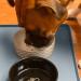 Finorder 34x21 100% Silicone Pet Feeding Mat - Raised Edges, Slip Resistant, Waterproof, Dishwasher Safe - Buy Online on SooperMarket.com