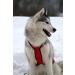 Buy Northern Howl X-Back Dog Harness for Canicross Bike Skijoring & Dogscooting - Red XXXXL - International Shipping Available - Buy Online on SooperMarket.com
