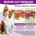 Tioueo Probiotic Digestive Chews 120pcs - Digestive Harmony, Skin Comfort, Allergy Relief, Immune Boost for Dogs - Ultimate Canine Wellbeing - Buy Online on SooperMarket.com