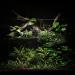 Ultum Nature Systems Controsoil 3L/6lbs - Planted Aquarium Substrate for Freshwater Plants, Shrimp, Aquascape - Black Fine - Buy Online on SooperMarket.com