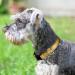 Joytale Reflective Dog Collar for Medium Dogs - Brown M (Pack of 1) | Durable & Safe - Buy Online on SooperMarket.com