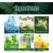 New Trending Medilisk Lung Cleansing Spray Googeer Herbal Lung Cleanse Mist Herbal Lung Cleansing Spray Herbal Spray Cleansing Lung Medilisk Herbal Spray Respinature Spray (5pcs) - Buy Online on SooperMarket.com