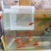 XMHF White Nylon Mesh Fish Fry Hatchery Breeder Box - Separation Net - Buy Online on SooperMarket.com