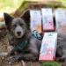 Mjamjam Premium Dog Snackbox - Natural Lamb Treats 70g | No Synthetic Preservatives - Buy Online on SooperMarket.com