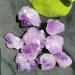 Natural Amethyst Raw Quartz Small ClusterReiki Stone Crystal Point Specimen Home Decor Raw Crystals NaturalReiki Decoration (Color : 1pc Weight 3-8g Size : 200g) 200g 1pc Weight 3-8g - Buy Online on SooperMarket.com