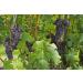 Organic Sun-Dried Turkish Raisins 8 lbs - Non-GMO, Raw, Kosher, Vegan - No Sugar Added - Buy Online on SooperMarket.com