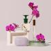 Caswell-Massey Orchid Perfume Classic Floral Scent Luxurious & Long-Lasting Fragrance for Women Full Size Perfume for Women 2 Fl Oz Orchid 2 Fl Oz (Pack of 1) - Buy Online on SooperMarket.com