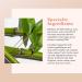 Erborian Bamboo Pore Minimizing Lotion - Mattifying Hydrating Toner for Oily Skin - Korean Skincare - 6.4 Oz - Buy Online on SooperMarket.com