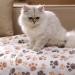 Premium Fleece Pet Blanket Flannel Throw Pack - Super Soft & Fluffy - Paw Small - 3 Pack - Buy Online on SooperMarket.com