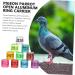 Balacoo 300 Pcs Homing Pigeon Identification Ring Tools Private Pigeons Marker Bird Distinguish Tool Birds 1.1x0.8cm x3pcs Colorfulx3pcs - Buy Online on SooperMarket.com