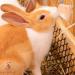 SALTEAN Himalayan Rock Salt Lick - 86g | Small Animal/Pet Hanging Licks - Buy Online on SooperMarket.com