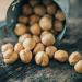 Deliano Roasted Hazelnuts IGP - Tonda Gentile Whole Shelled Nuts 500g | Chocolate 500g Pack | Premium International Shipping - Buy Online on SooperMarket.com