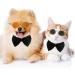 6-Piece Cat Sunglasses for Pets | Funny Retro Circular Eyewear for Small Dogs | Photos Props & Cosplay Glasses in Black & Mix Reflective Colors - Buy Online on SooperMarket.com