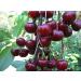 Organic Dried Tart Cherries 1lb | Lightly Sweetened & Pitted | Non-GMO, Kosher, Unsulfured | Sour Bulk Cherries - 1lb Pack - Buy Online on SooperMarket.com
