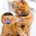 Yhananti Personalized Engraved Silicone Dog Tag - Quiet Waterproof & Customizable for Dogs & Cats | Name Phone & Address - Buy Online on SooperMarket.com