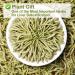 Buy 100% Natural Plant Poison Honeysuckle Tea - 40g Loose Herbal Tea Dried Flowers - Giesel Shit Wild Lonice Japonica - Buy Online on SooperMarket.com