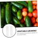 BCOATH 2pcs Melon and Fruit Shaping Mold Vegetables Pumpkin Shaping Mold Vegetable Growing Moulds Shaper - Buy Online on SooperMarket.com