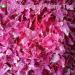 100% Natural Herbacous Peony Tea - Anti-Aging & Freckles Removal | Pink Peony Bud Flower Tea 30g - Buy Online on SooperMarket.com
