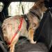 STUCH Universal Bungee Safety Belt for Dogs & Cats - Black | Secure Pet Travel for All Breeds & Car Types - Buy Online on SooperMarket.com