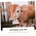 Buy Milk Hood Cow Breast Cover - Calf Weaner Tool for Cattle - Farm Supplies & Animal Husbandry Equipment - Buy Online on SooperMarket.com