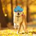 WEBEEDY 2 Sets Dog Hat and Sunglasses Set Summer Sunbonnet Adjustable Stripe Baseball Cap Pet Puppy Sunglasses for Outdoor Use - Buy Online on SooperMarket.com