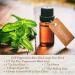 Dr. Woods Raw Black Peppermint Soap - Organic Shea Butter, 32 oz for Moisturizing Care - Buy Online on SooperMarket.com