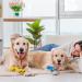 Heyu-Lotus Pet Vet Wrap for Dogs 5cm x 4.5m - 6 Rolls | Self Adhesive & Cohesive Bandages - Buy Online on SooperMarket.com