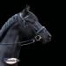 Buy Sprenger Dynamic RS Olive Head Bit 14mm (Sensogan) - Premium Quality Equestrian Equipment - International Shipping Available - Buy Online on SooperMarket.com