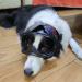 Ownpets Dog Goggles with Magnetic & Replaceable Lenses for UV, Wind, Dust, Snow Protection (Medium/Large Dogs) - Buy Online on SooperMarket.com