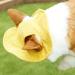 Folpus Outdoor Puppy Sun Hat - Breathable Summer Dog Cap for All Sizes - XS Yellow Pet Egg Hat for Sporty Dogs - Buy Online on SooperMarket.com