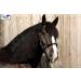 Tysons Breeches Cavesson Leather Extra Large Coldblood X-Full XX Full with Bit Attachment Leather Cavesson (X Full)