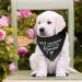 WLLHYF My Humans are Getting Married She Said Yes Dog Bandana Pets Scarf Triangle Bibs Kerchief Set Wedding Photo Prop Decoration Pet Costume Accessories for Dog Lovers Small Medium Large Dogs Cats - Buy Online on SooperMarket.com