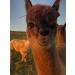 ALPACA BIRD NESTING MATERIAL - Buy Online on SooperMarket.com