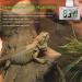 LCD Digital Reptile Thermometer Hygrometer - Ideal for Reptile Terrariums - Works with Heat Pads - Perfect for Turtles, Snakes, Lizards, Frogs, Spiders, and Plants - Buy Online on SooperMarket.com