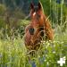 Reavet Mary Thistle Oil for Dogs & Horses 250ml | Natural Food Grade BARF Supplement Rich in Vitamin E & Omega-6 - Buy Online on SooperMarket.com