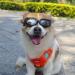 Small Breed Dog Sunglasses | UV Protection Goggles for Small Dogs | Wind & Dust Proof | Adjustable Straps | Clear Lens - Buy Online on SooperMarket.com