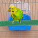 PINVNBY Parrot Bird Bath Box with Perches Stand - Ideal for Small Birds - 5 PCS Random Color - Buy Online on SooperMarket.com