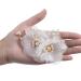 2pcs White Flower Hair Clip with Pearl Wedding Hair Comb - Bridal Hair Accessory for Bride, Bridesmaid, Women, Mother, Girl - Valentine's Day Gift - Buy Online on SooperMarket.com