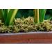 SuperMoss 23802 Mountain Moss Preserved 200 in Bag - Fresh Green - Buy Online on SooperMarket.com
